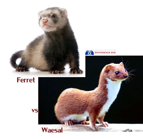 Weasel vs ferret - Weasels and ferrets are both small carnivorous mammals belonging to the Mustelidae family, but they differ in various aspects, including size, behavior, and